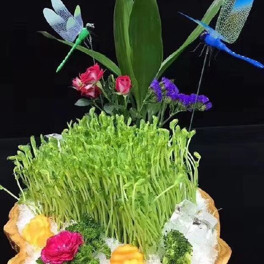 太原 鲜活仿生态豌豆苗