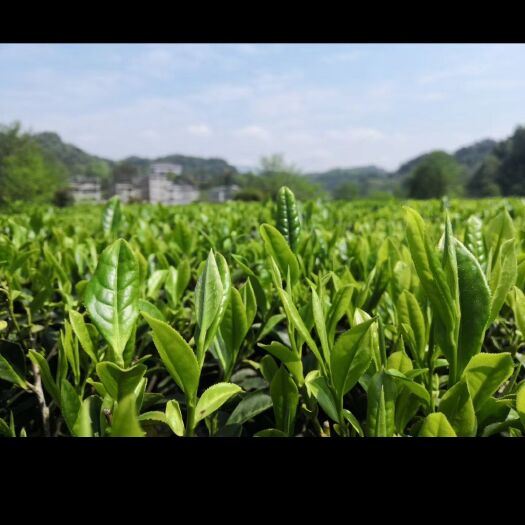 长沙石门茶 新茶出炉