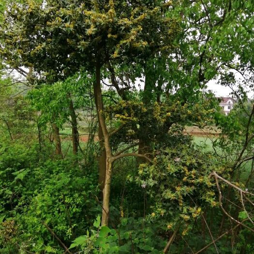 无为市有刺枸骨 大枸骨树，型似迎客松，树高3.5米