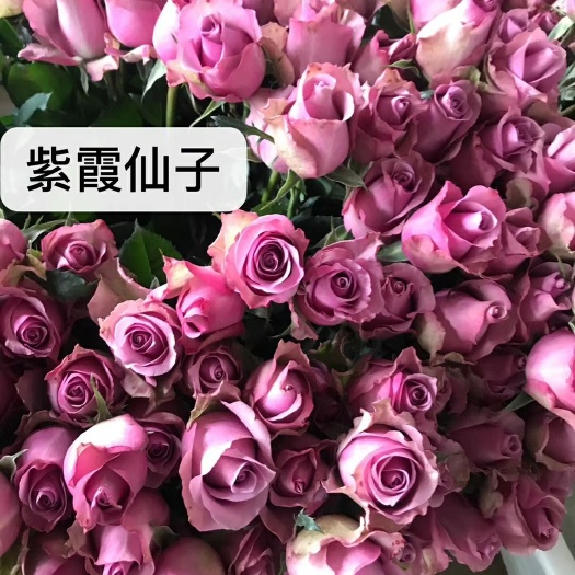 昆明紫玫瑰