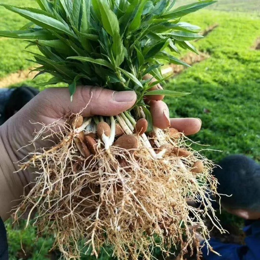 泰安山毛桃树苗 桃芽苗，桃树原生苗