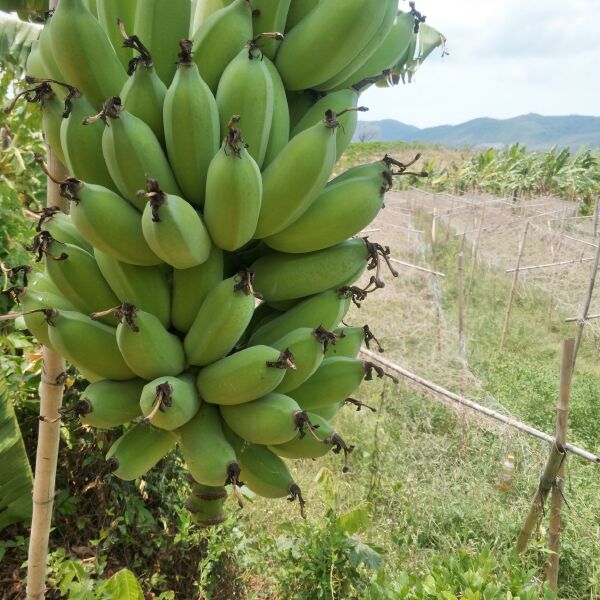 粉蕉 九成熟