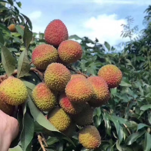高州市广东茂名高州妃子笑 白蜡 白糖罂荔枝新鲜采摘现发货