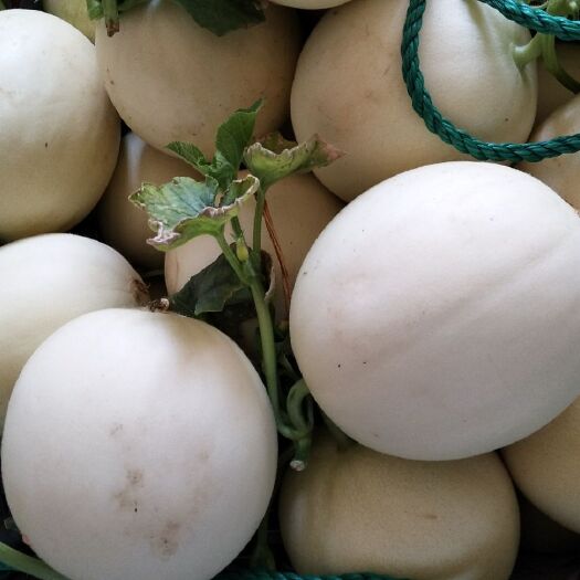 嘉善县玉菇甜瓜  玉姑甜瓜，，价格诱惑人，口感甜甜蜜蜜，鲜