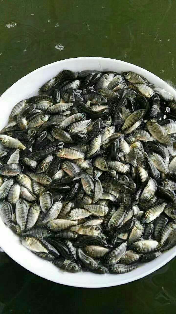 罗非鱼苗批发,优质广特超罗非供应