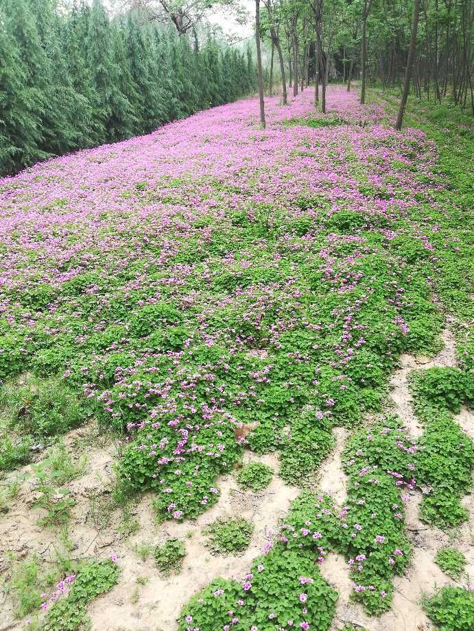 汝南县红花酢浆草成活率高生命力强
