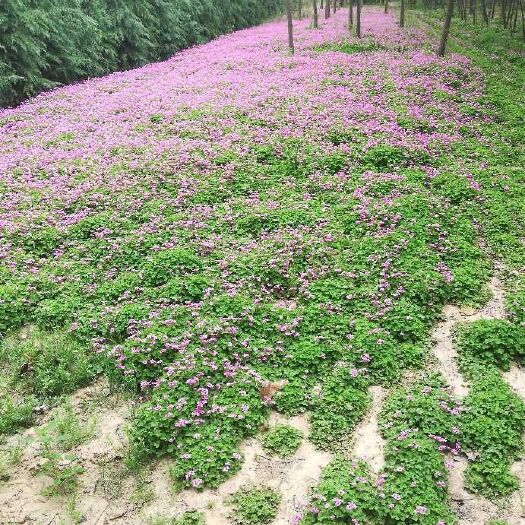 汝南县红花酢浆草成活率高生命力强