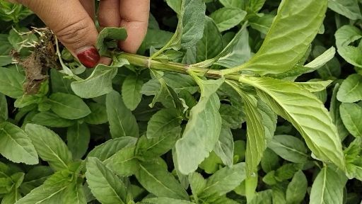 蒙阴县薄荷盆栽 薄荷天然无污染薄荷、水芹菜种苗