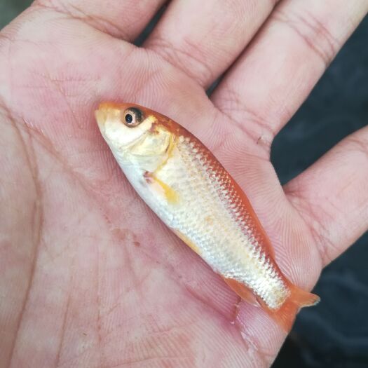 博罗县鲤鱼苗