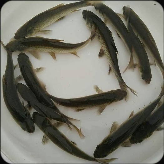 清远 青鱼苗批发，黑鲩鱼苗供应