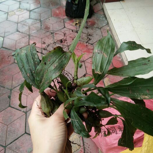 连山县石仙桃 湿 石橄榄