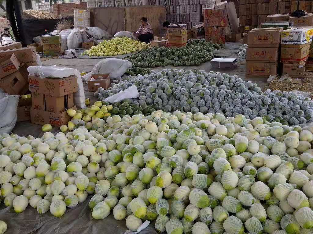 花姑娘甜瓜 花姑娘