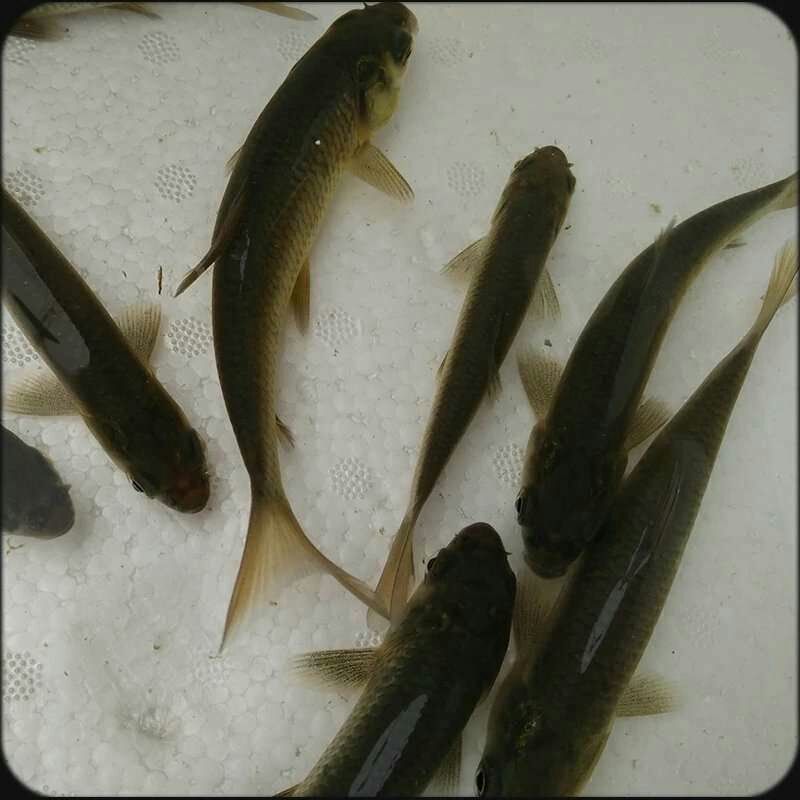  青鱼苗批发，黑鲩鱼苗供应