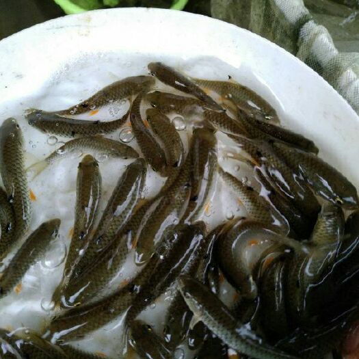 清远 青竹鱼苗苗批发，优质军鱼苗，坑坚鱼苗供应