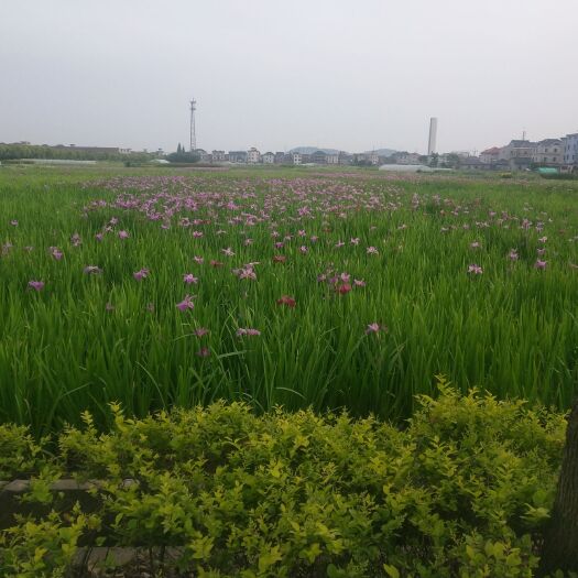 杭州紫花鸢尾
