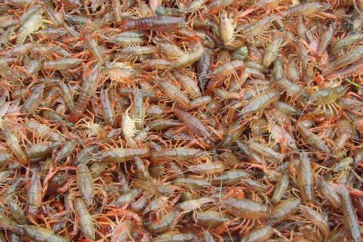 咸宁红壳小龙虾 5-7钱 人工养殖