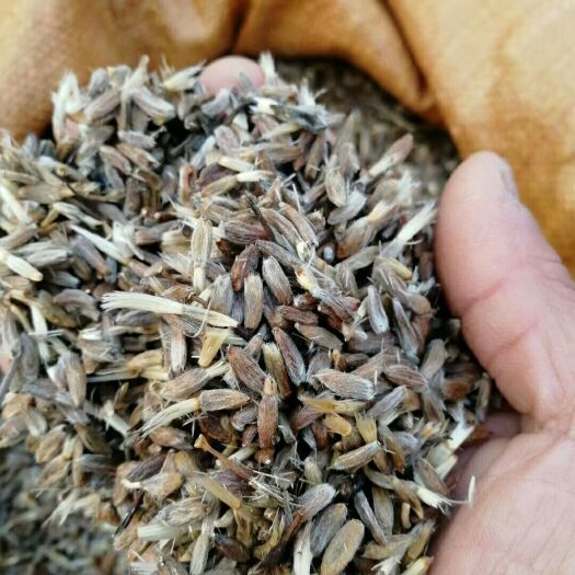 亳州白术种子 改良大颗粒籽