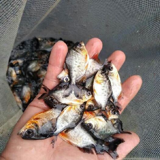 清远 鲳鱼苗批发，优质红鲳鱼，白鲳鱼苗供应