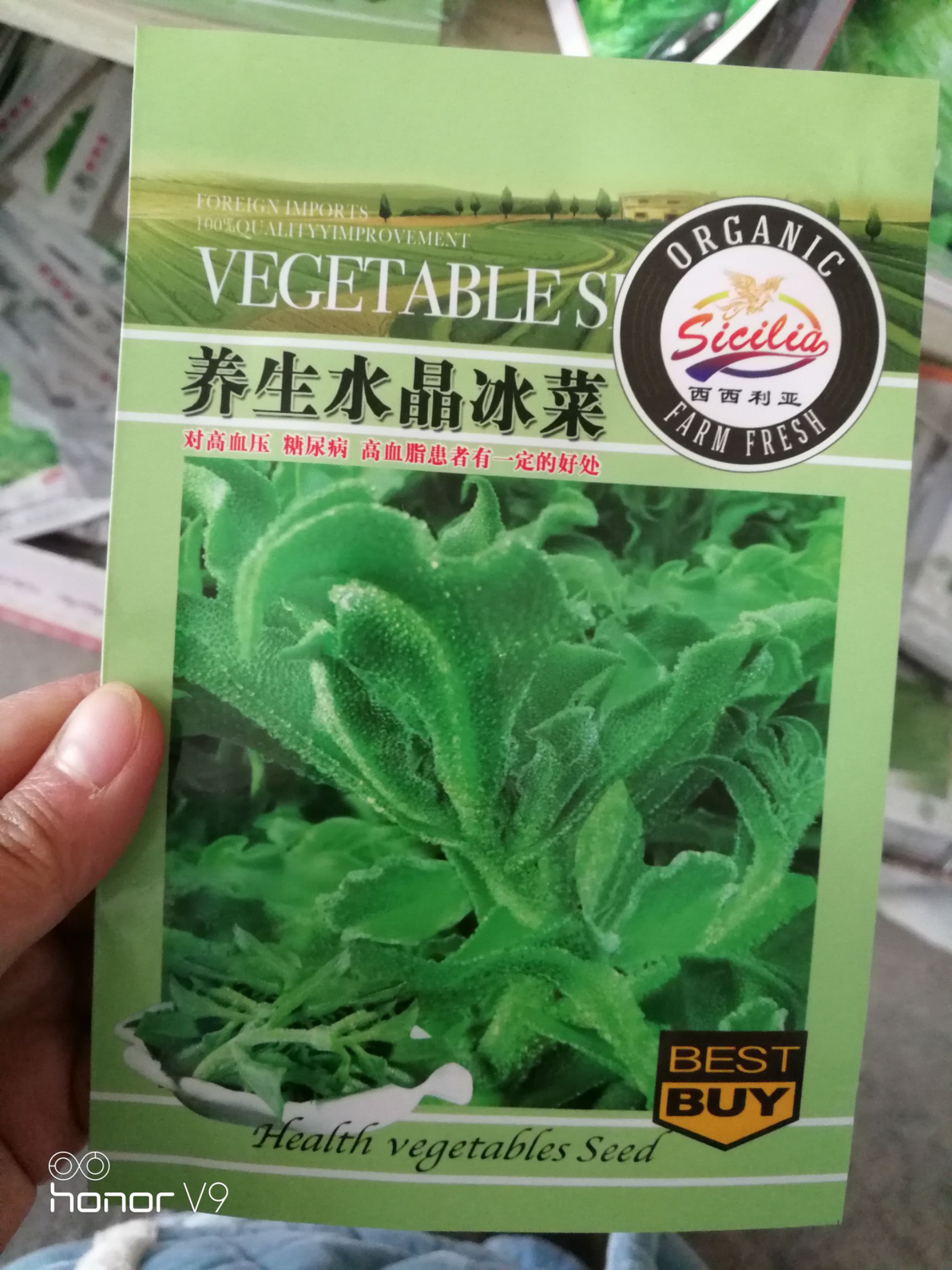 夏邑县水晶冰菜种子