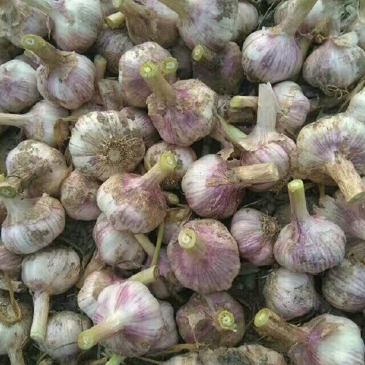 杞县红皮蒜  紫皮蒜！大量供应！储存加工！精品包装！欢迎下单