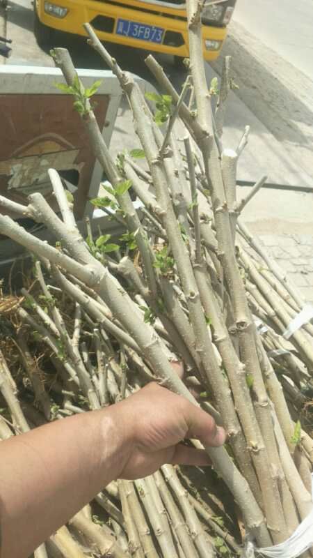 黑珍珠桑树苗