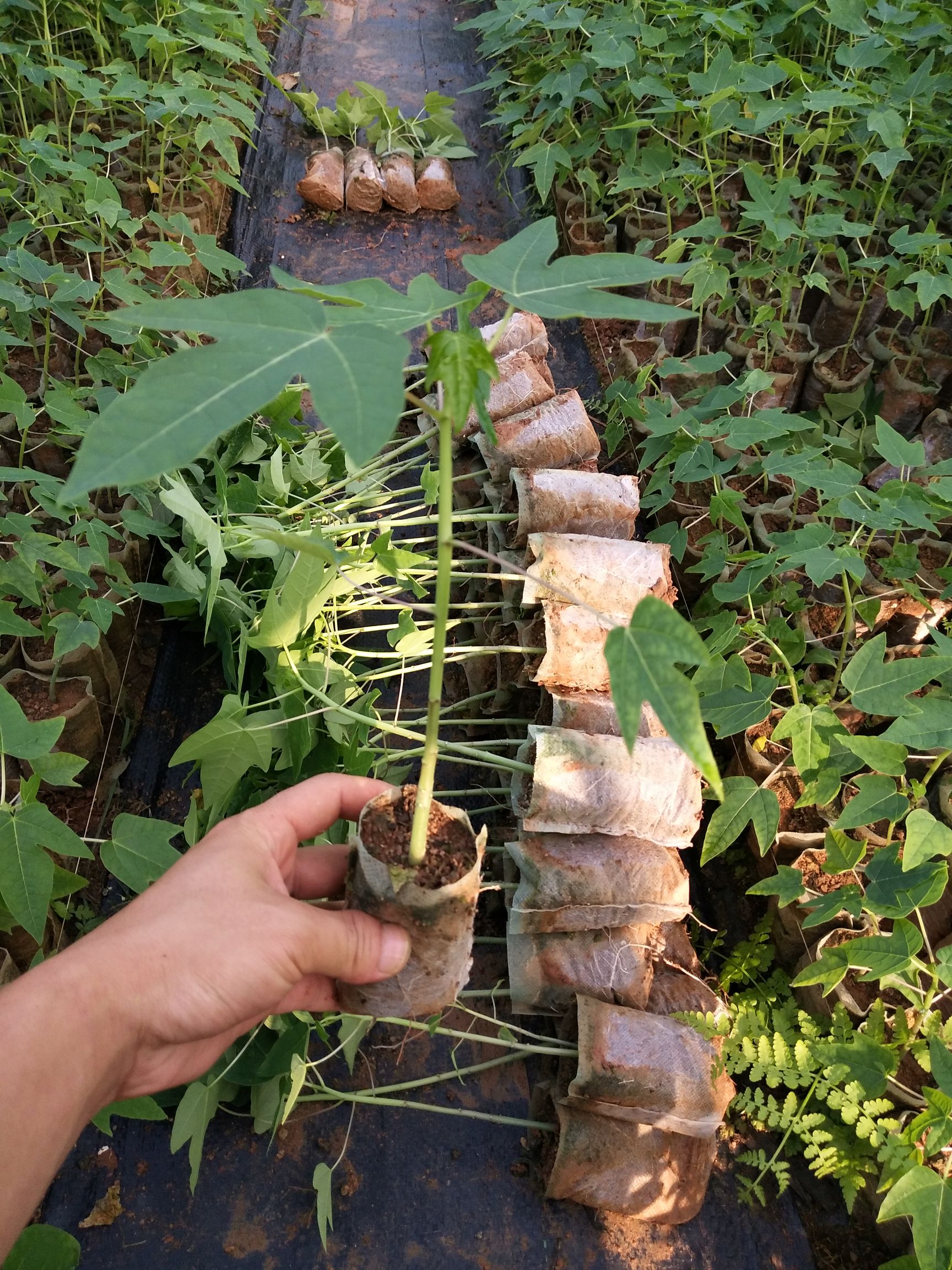 红肉水果木瓜苗