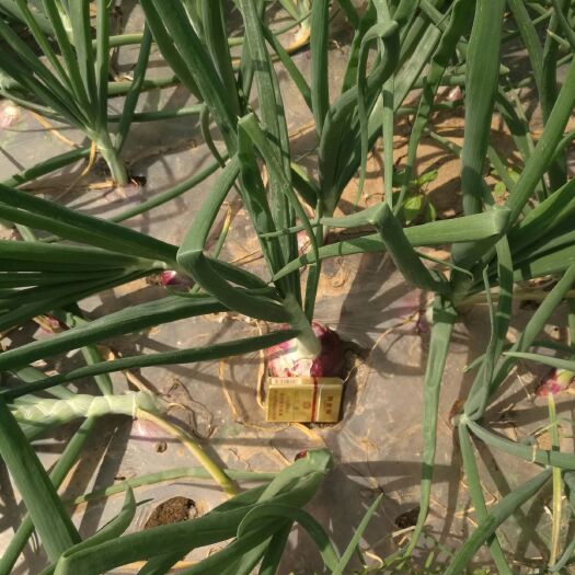 沁阳市红皮洋葱 8~9cm 