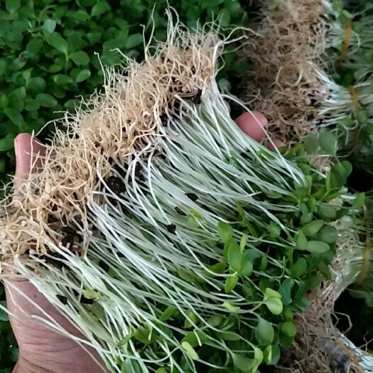 宽城县 香椿芽苗菜，带根