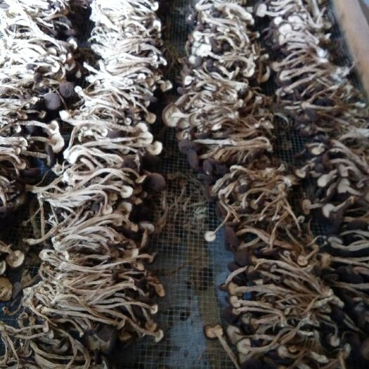 广昌县 广昌特产5号茶树菇，原产地，自己家种植，无污染，自然生长