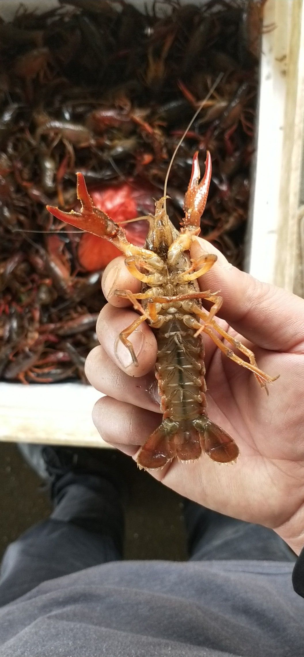 红壳小龙虾 4-6钱 稻田虾