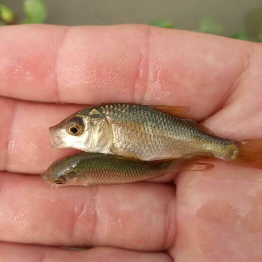 清远 鲤鱼苗批发，优质鲤鱼苗供应
