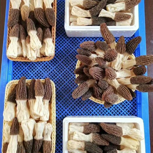 博野县 鲜羊肚菌