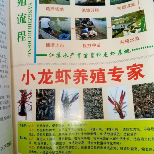 沭阳县龙虾苗 越来吃虾的人太多了，喜欢养殖龙虾的可以关注我，技术指导，