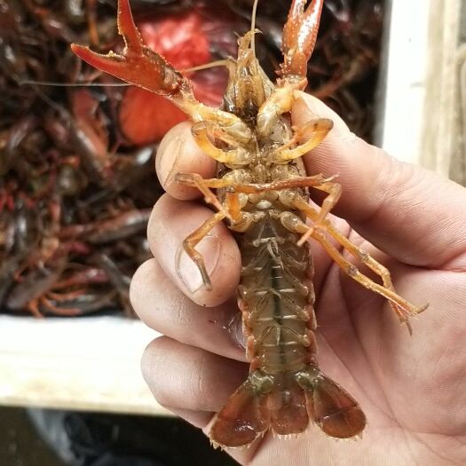 岳阳县青壳小龙虾 4-6钱 稻田虾