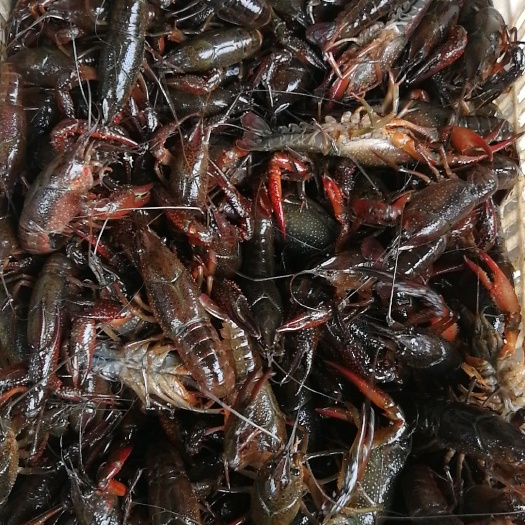 监利市 中国小龙虾之乡，大型养殖基地，肉质饱满，底板干净，欢迎选购