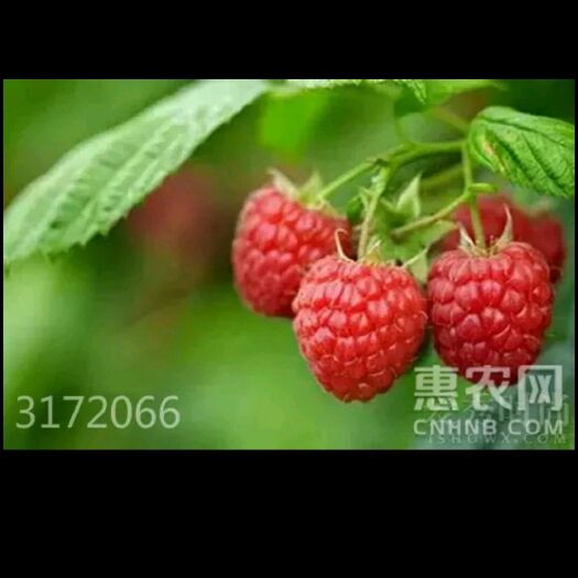 三门县 覆盆子中药材
