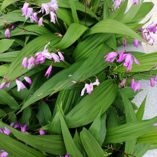 东至县紫花白芨苗