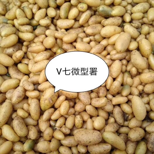 张北县微型薯品种齐全自家种，没有中间商植价格低，有需要的可以联系我