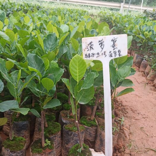 灵山县 马来西亚菠萝蜜苗假一赔百