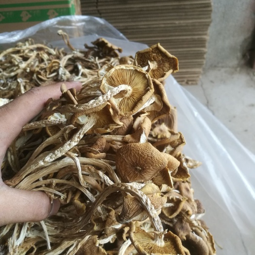 南丰县广昌3号茶树菇  广昌3号菇    开伞菇  10-14cm
