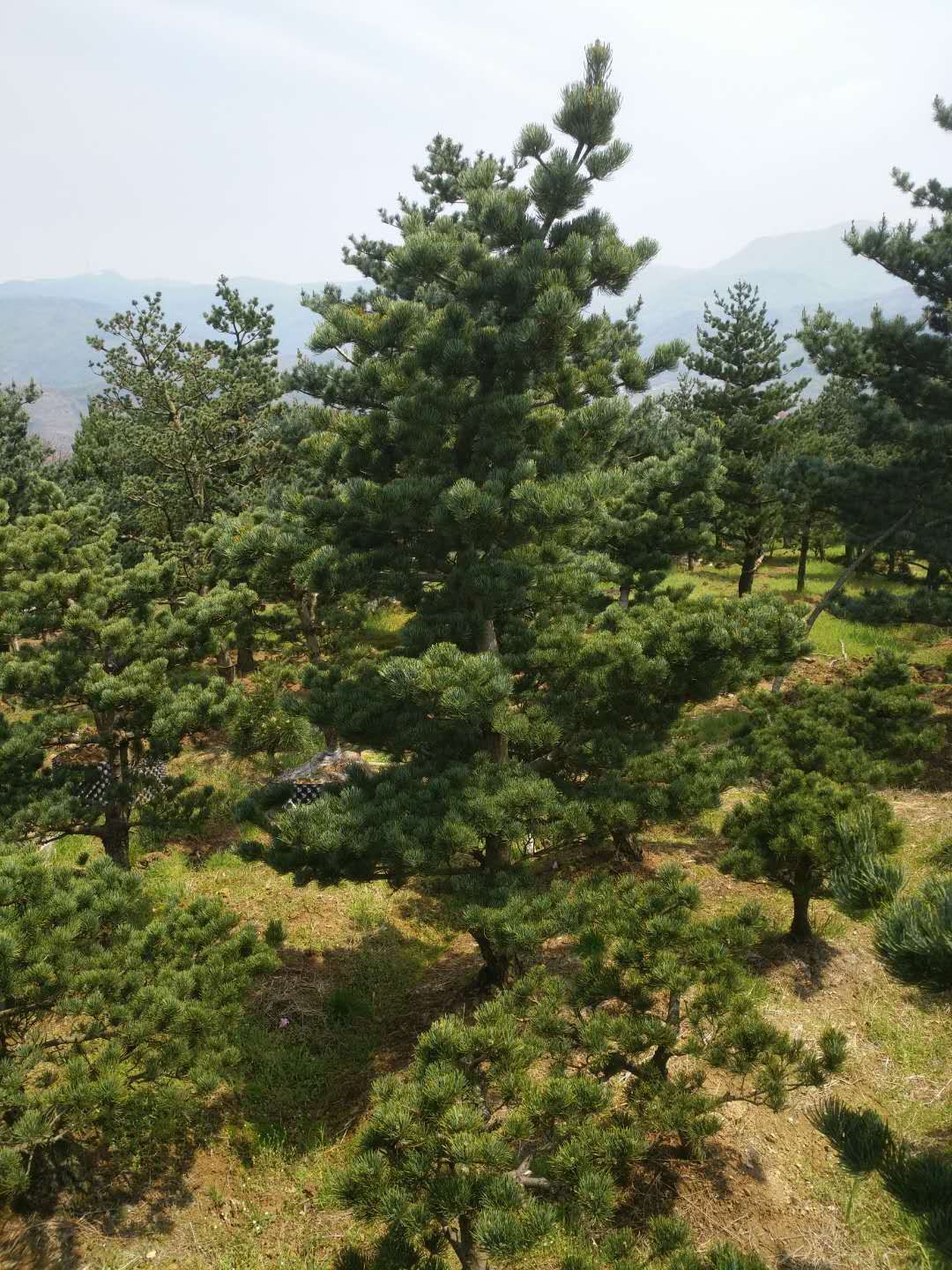 造型松树  日本大阪松，30年以上盆景素材，颗颗起麟，现有140颗