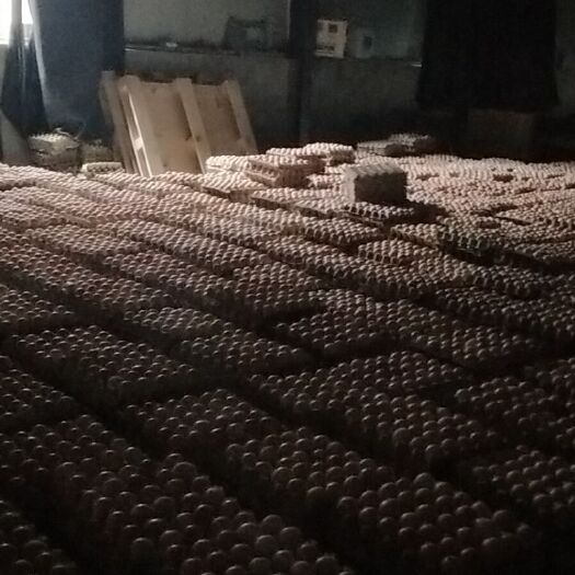 郑州批发毛蛋活珠