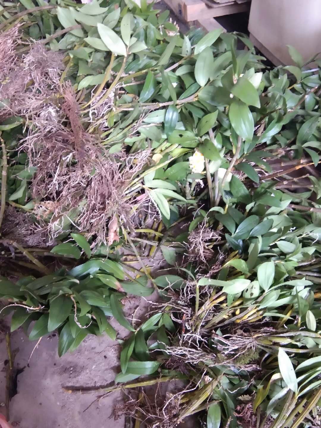 球花石斛苗 球花 报春