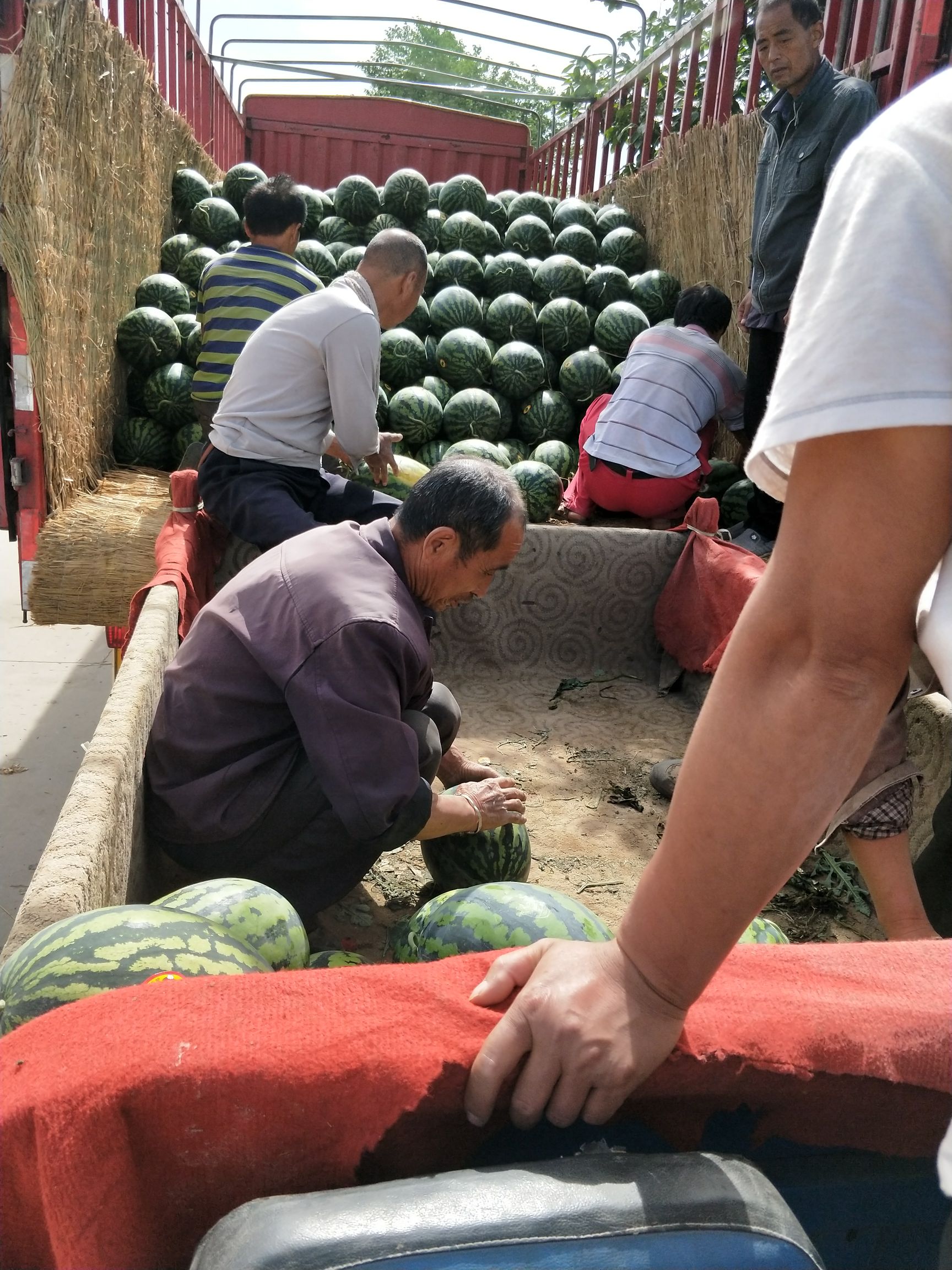 京欣西瓜、甜王西瓜、金诚五西瓜、早冠农西瓜、黑皮无籽西瓜
