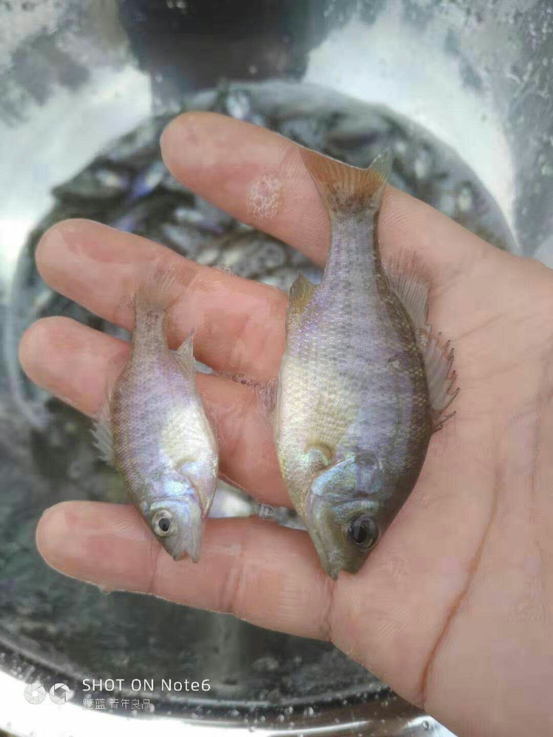 太阳鱼苗 老板太阳鱼吗