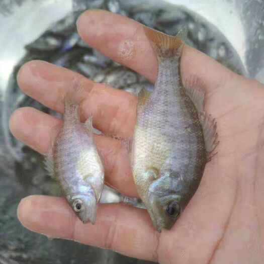 清远 太阳鱼苗批发，蓝鳃太阳鱼苗供应