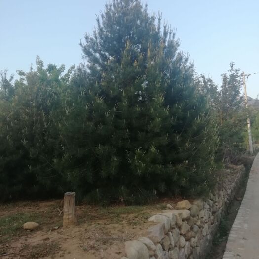 泰安 白皮松