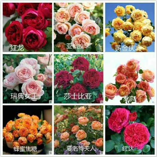 昆明欧月花大，有形状，美美哒的