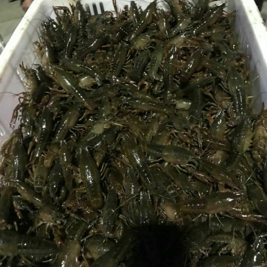 南县 大量供应优质虾苗