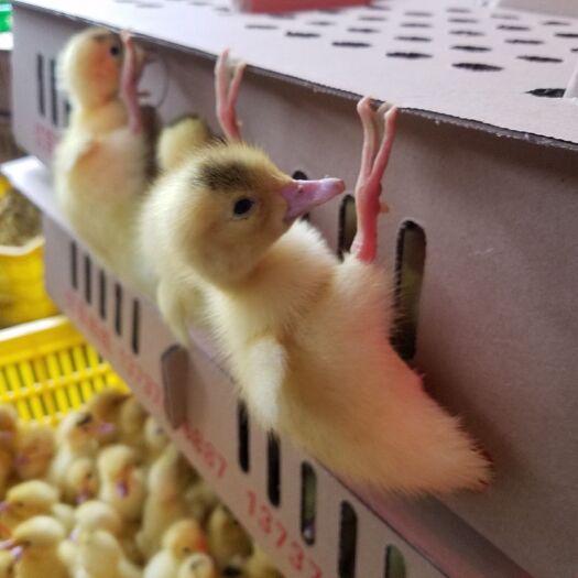 昆明 大种白番鸭苗